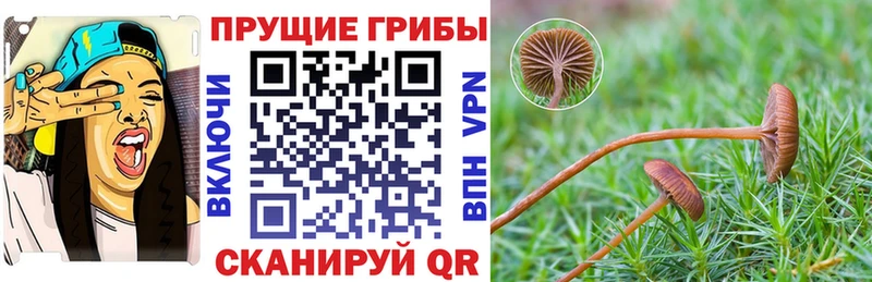 Галлюциногенные грибы GOLDEN TEACHER где найти наркотики Семикаракорск